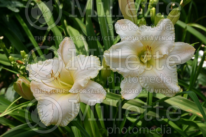 Hemerocallis Spacecoast White Out (Daylily) 2