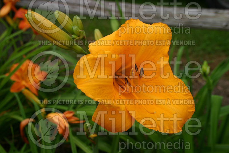 Hemerocallis Spellbinder (Daylily) 1