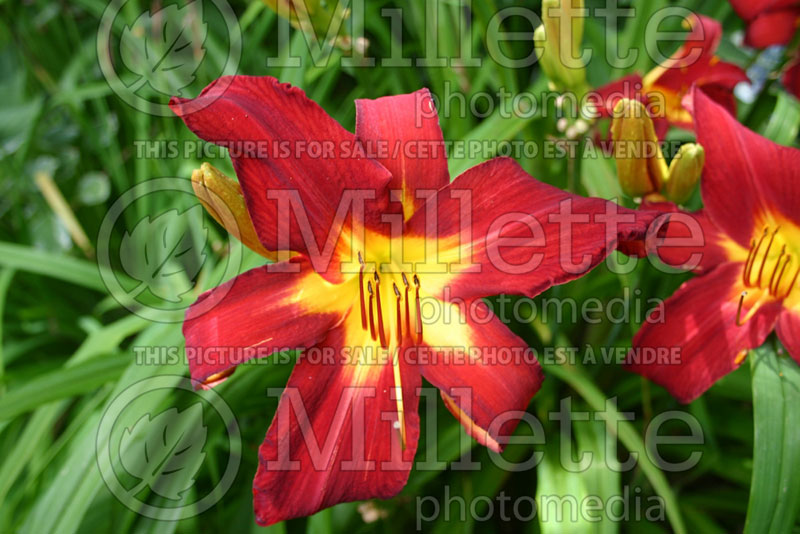 Hemerocallis Spider Man (Daylily) 2 