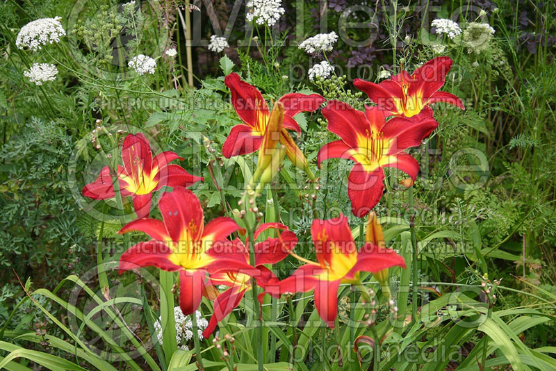 Hemerocallis Spider Man (Daylily) 1 