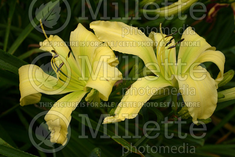 Hemerocallis Spider Miracle (Daylily) 1