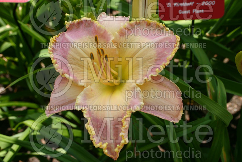 Hemerocallis Spiritual Corridor (Daylily) 3 