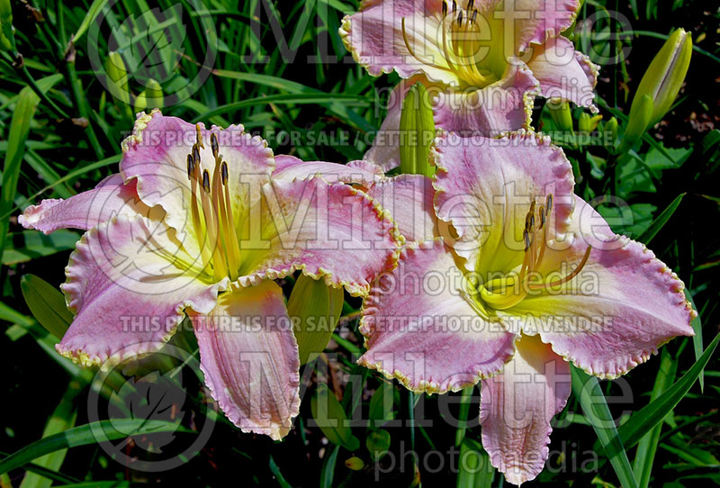 Hemerocallis Spiritual Corridor (Daylily) 1 