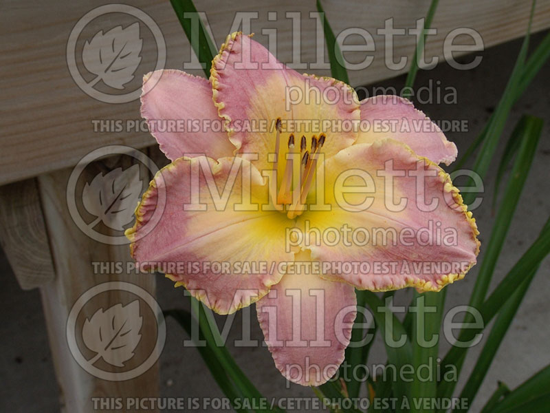 Hemerocallis Spiritual Corridor (Daylily) 5 