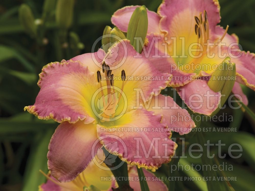 Hemerocallis Spiritual Corridor (Daylily) 4 