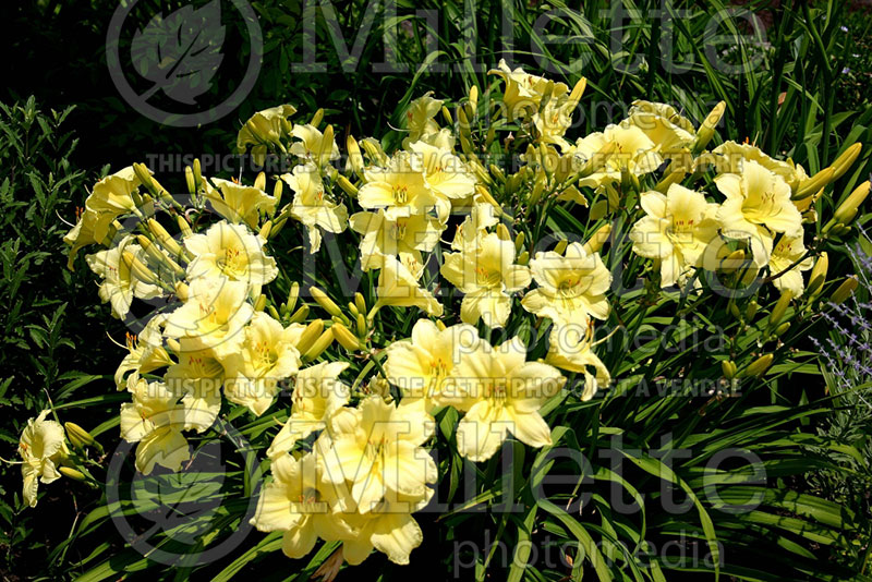 Hemerocallis Spring Frolic  (Daylily) 1 