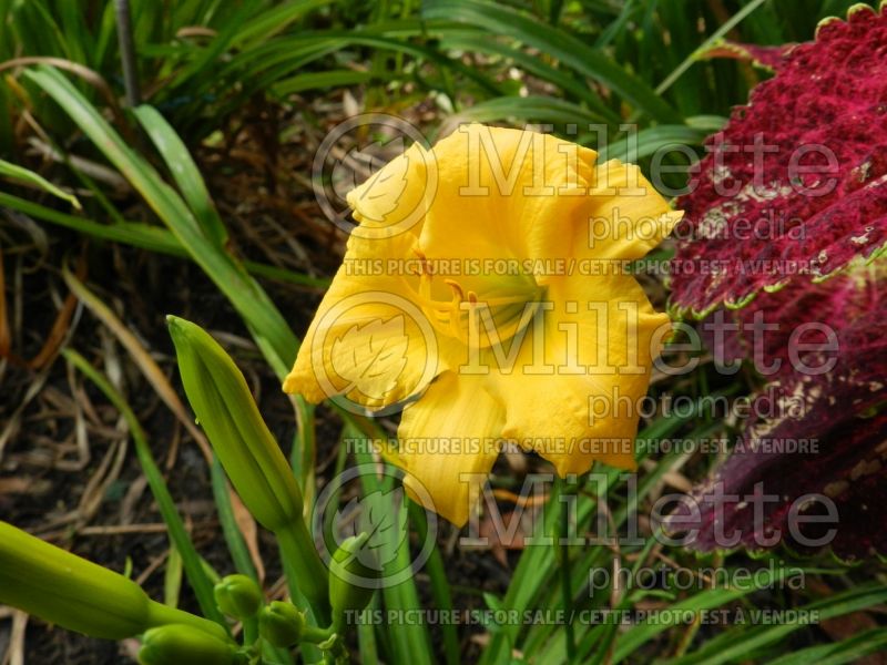 Hemerocallis Stella Bella (Daylily) 1 