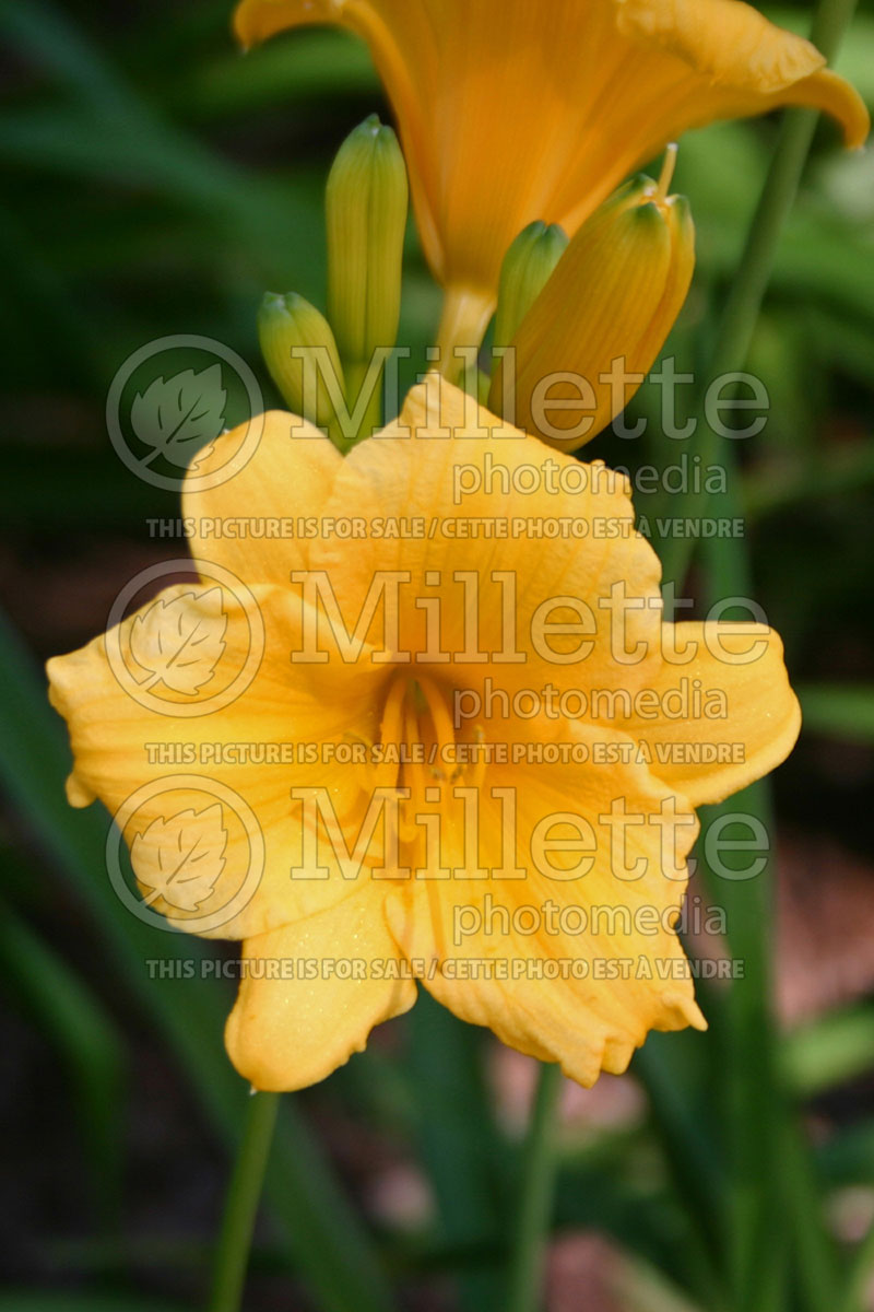 Hemerocallis Stella de Oro (Daylily) 1 