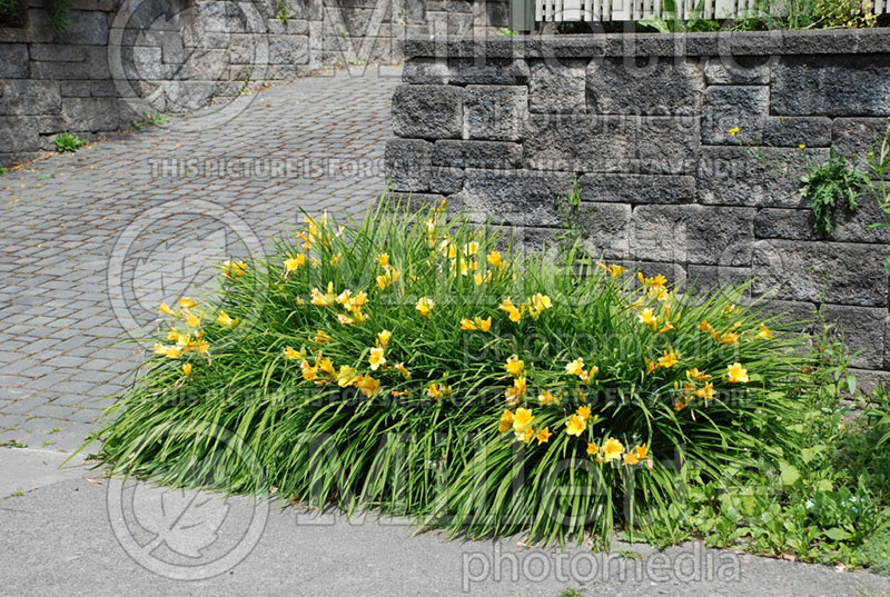 Hemerocallis Stella de Oro (Daylily) 2 