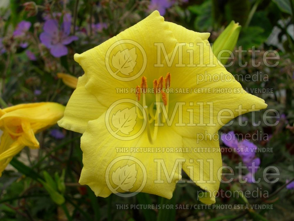 Hemerocallis Stella Supreme (Daylily) 1 