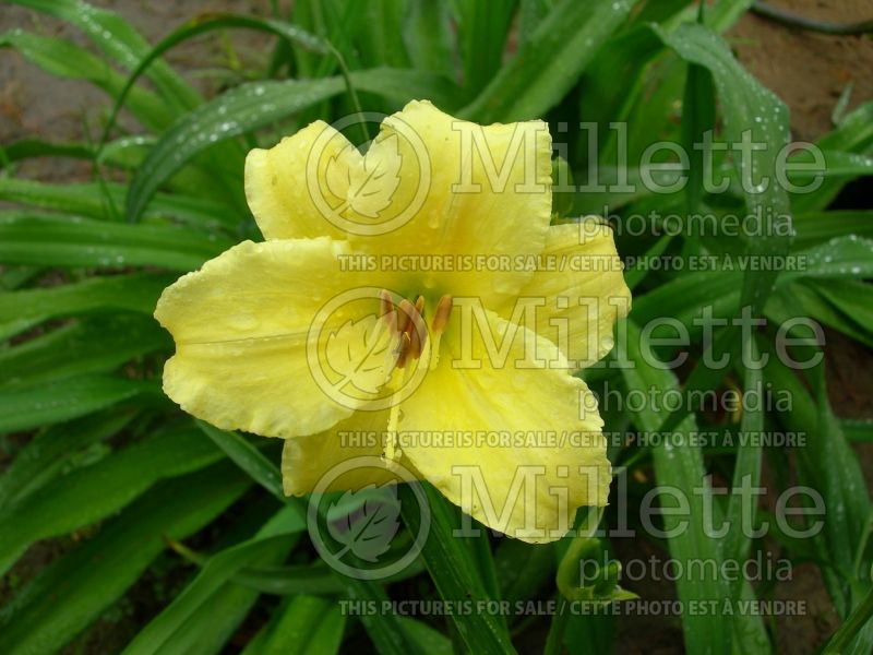 Hemerocallis Stella Supreme (Daylily) 2 