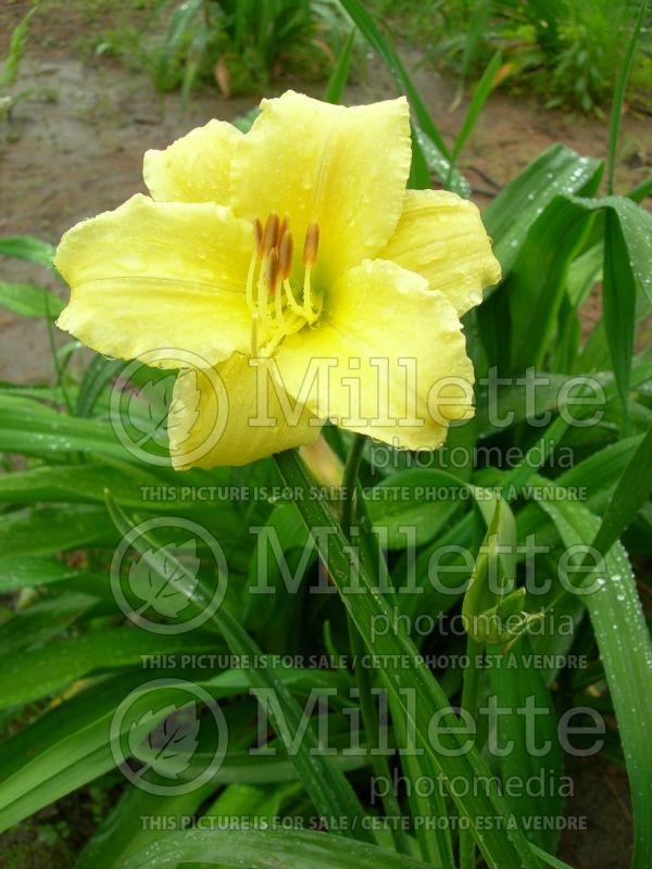 Hemerocallis Stella Supreme (Daylily) 3 