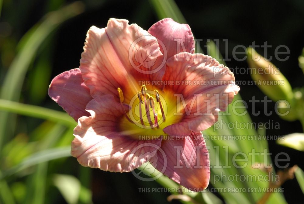 Hemerocallis Stephanie Returns (Daylily) 1 