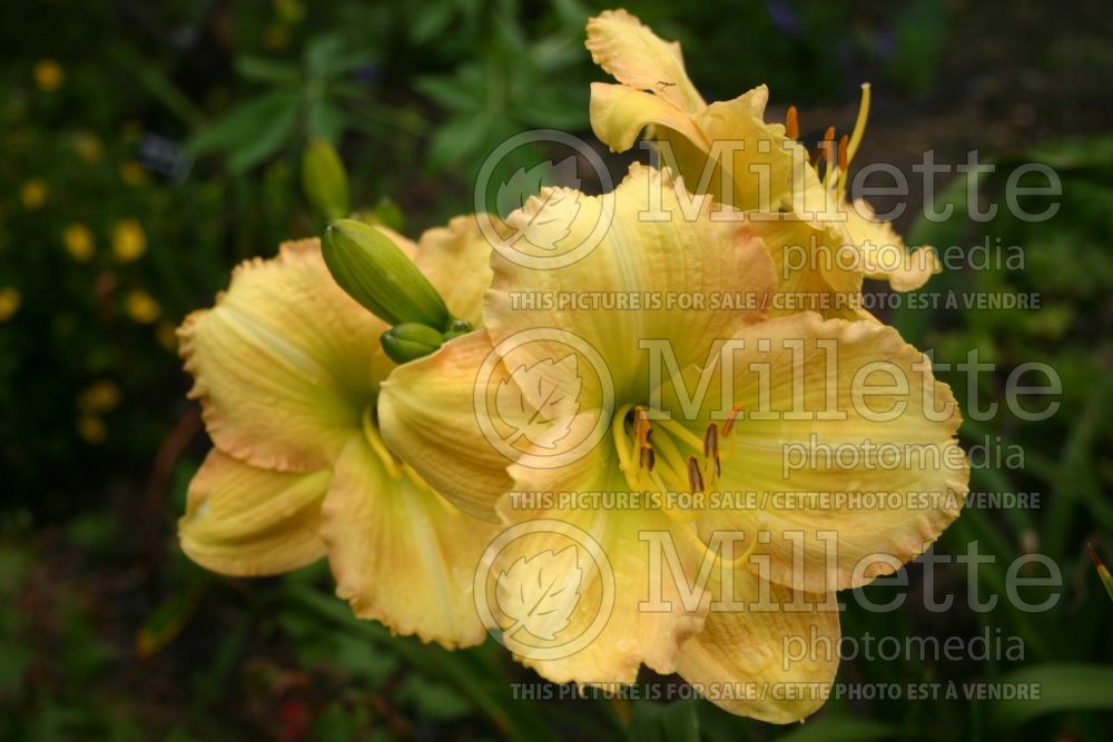 Hemerocallis Stephanie's Dream (Daylily) 1