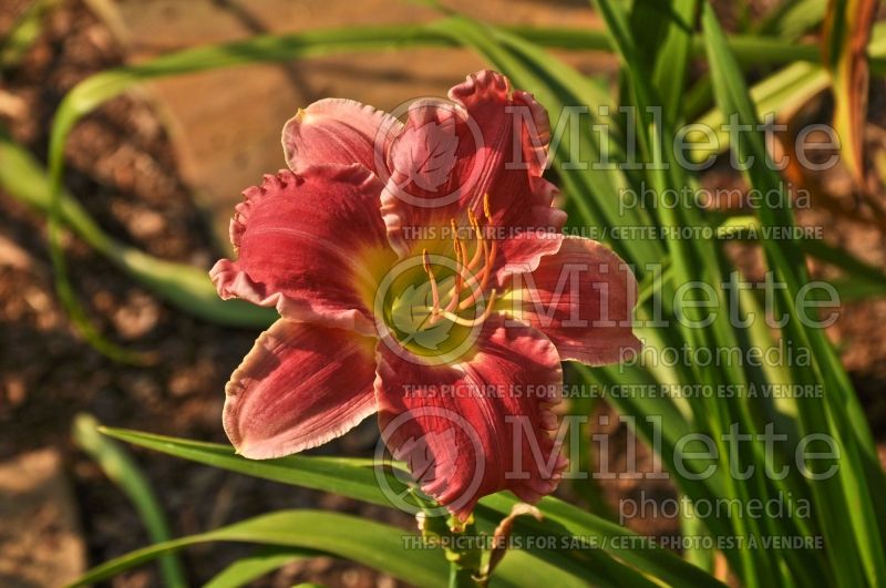 Hemerocallis Stolen Treasure (Daylily) 1 