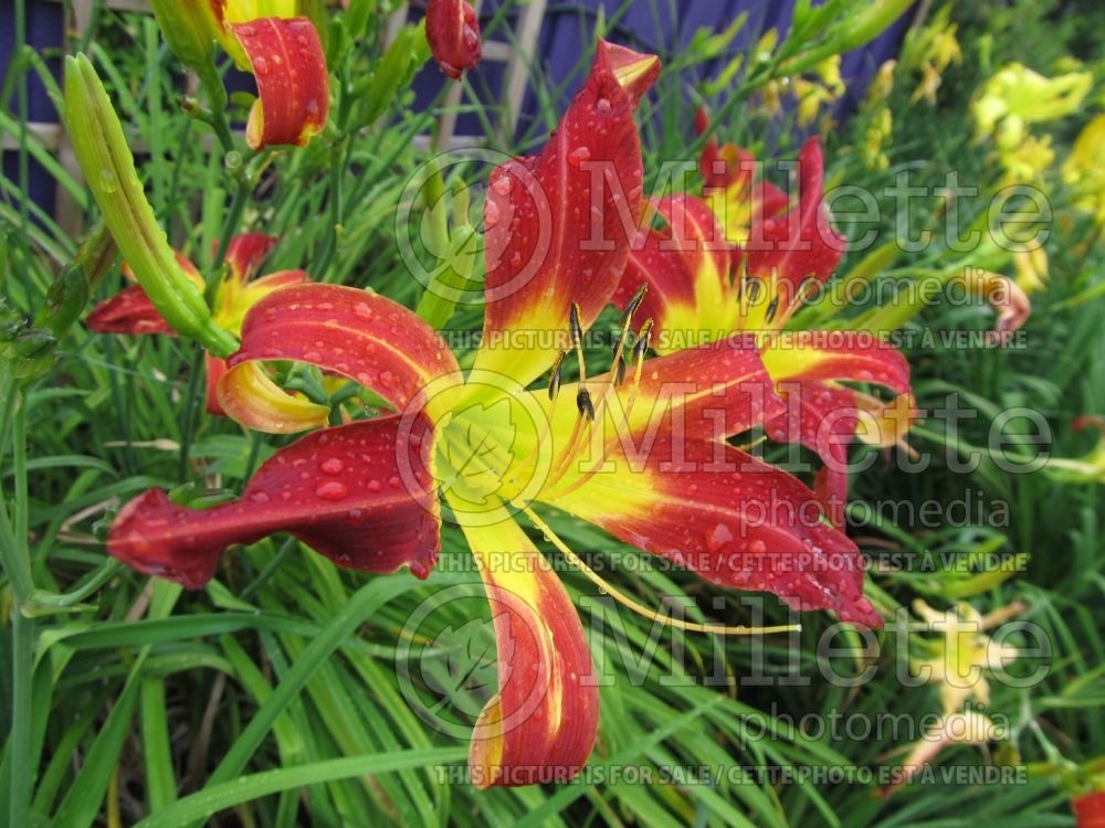 Hemerocallis Stoplight (Daylily) 1 