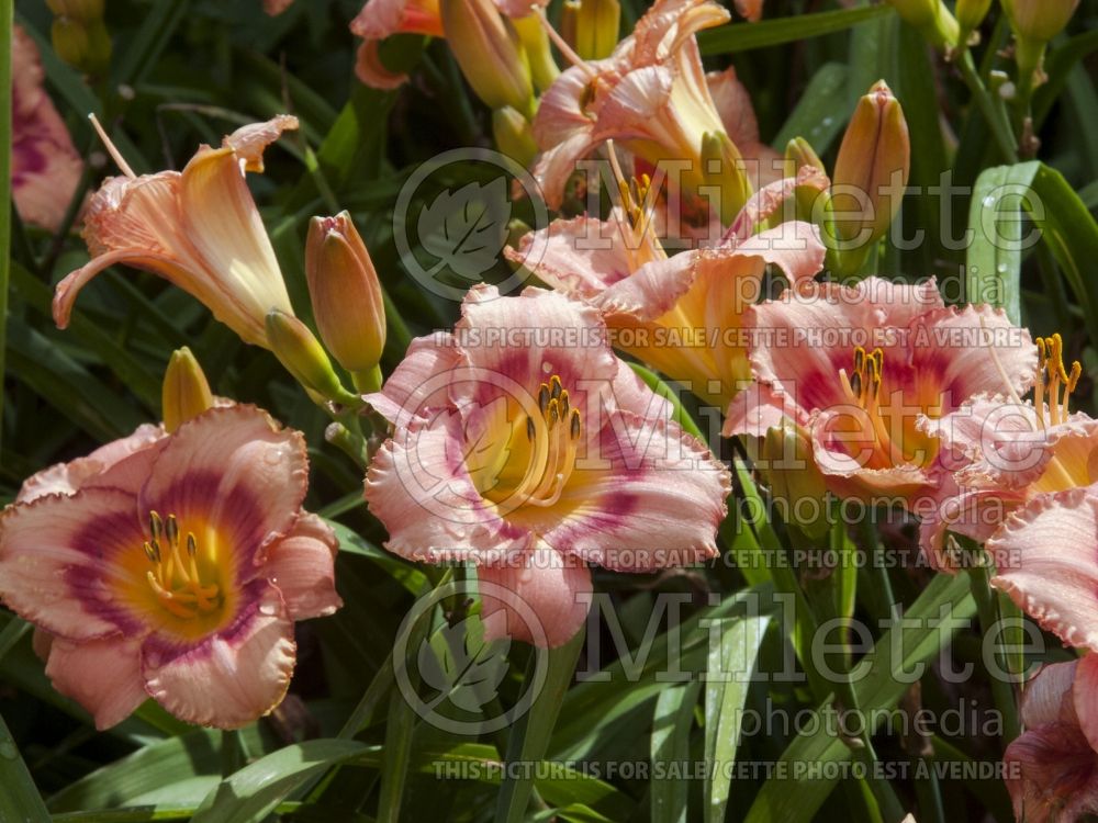 Hemerocallis Strawberry Candy (Daylily) 2