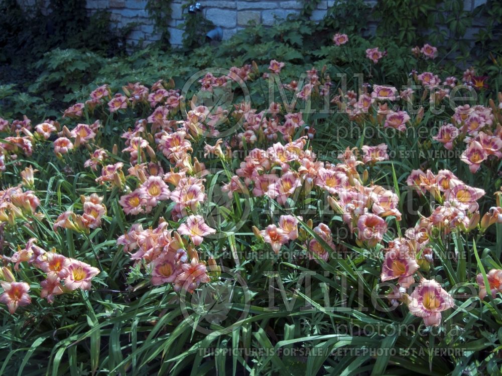 Hemerocallis Strawberry Candy (Daylily) 3