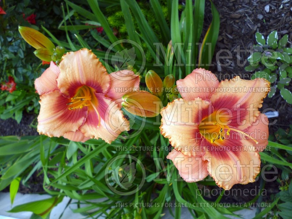 Hemerocallis Strawberry Fields Forever (Daylily) 2