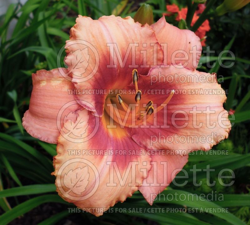 Hemerocallis Strawberry Fields Forever (Daylily) 1