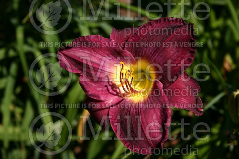 Hemerocallis Strutter's Ball (Daylily) 1