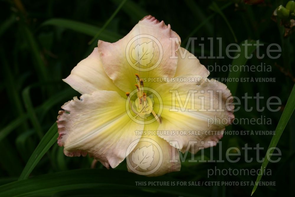 Hemerocallis Subtle Beauty (Daylily) 1