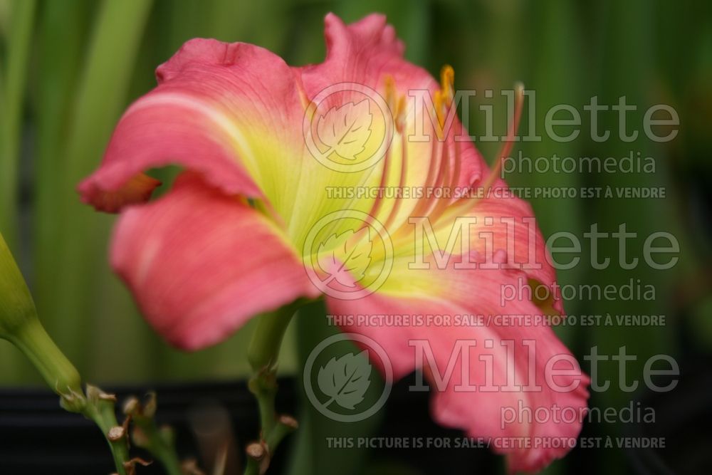 Hemerocallis Sue Rothbauer  (Daylily) 1