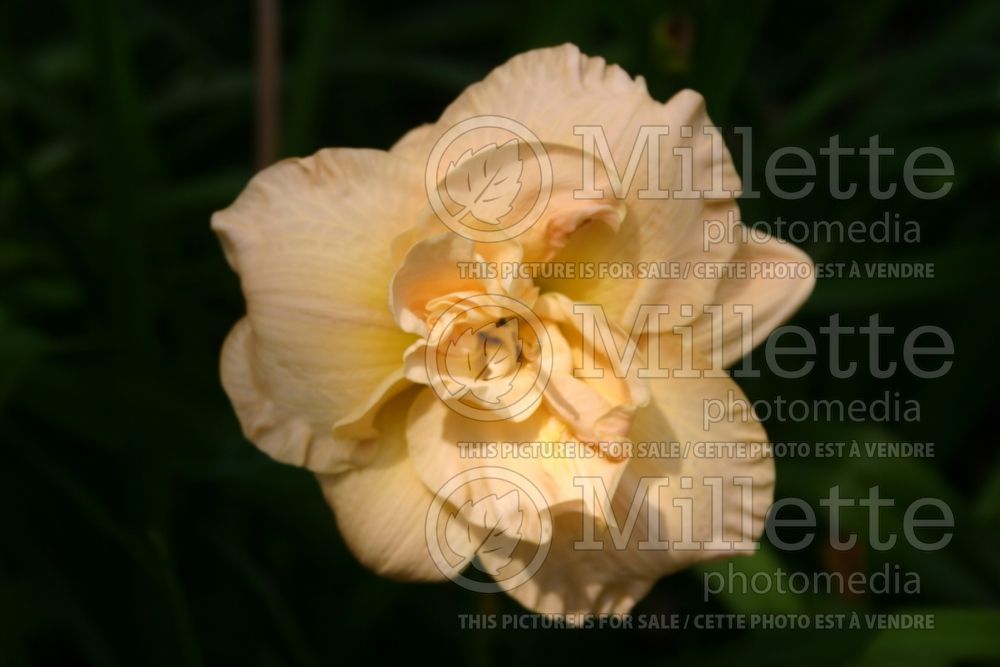 Hemerocallis Sugar Mountain (Daylily) 1