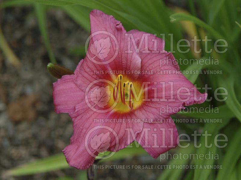 Hemerocallis Summer Wine (Daylily) 2 