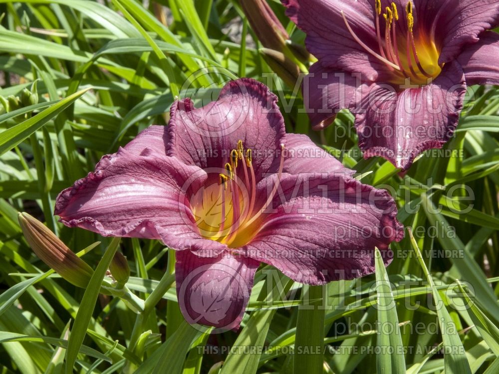 Hemerocallis Summer Wine (Daylily) 3 