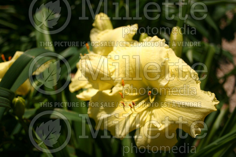 Hemerocallis Sunshine and Lollipops (Daylily) 1