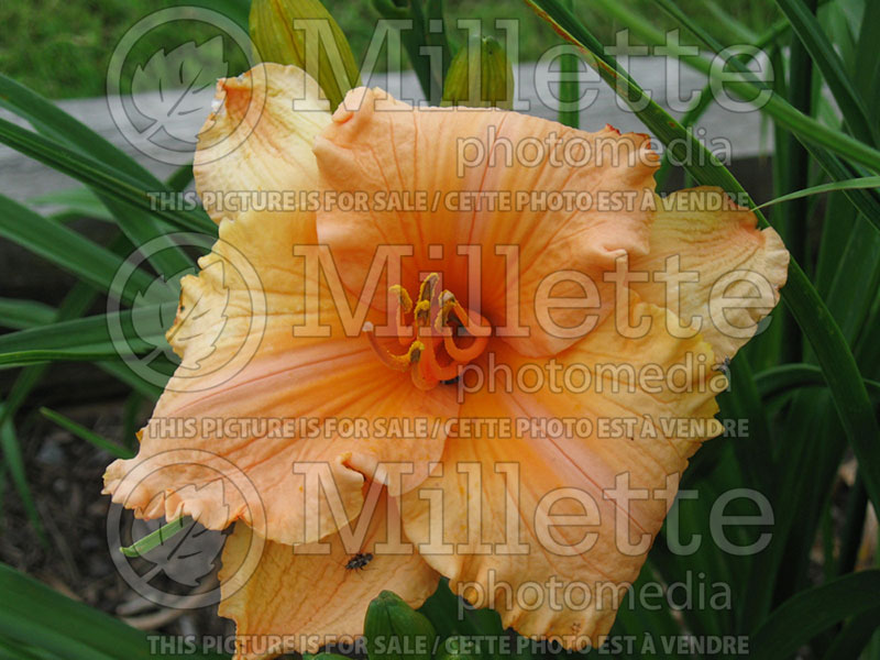 Hemerocallis Tangerine Horses (Daylily) 1 