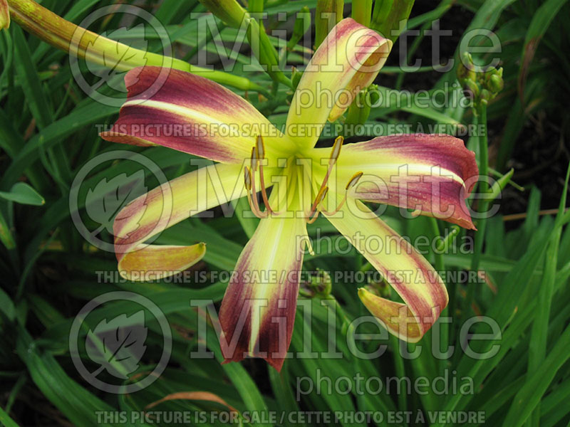 Hemerocallis Tennessee Flycatcher (Daylily) 1  