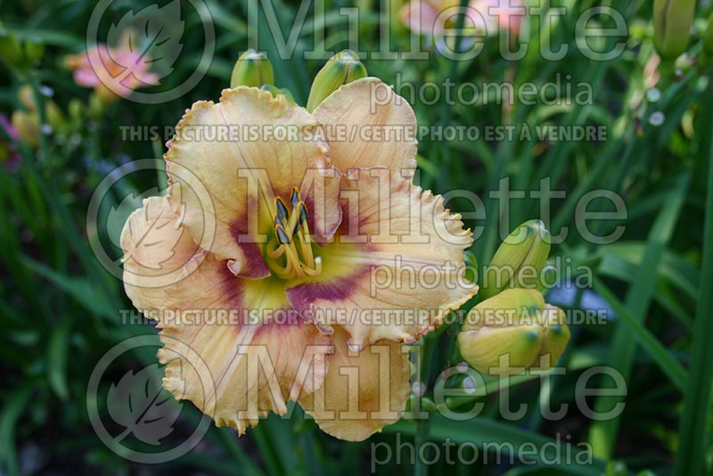 Hemerocallis Tennessee Sensation (Daylily) 1