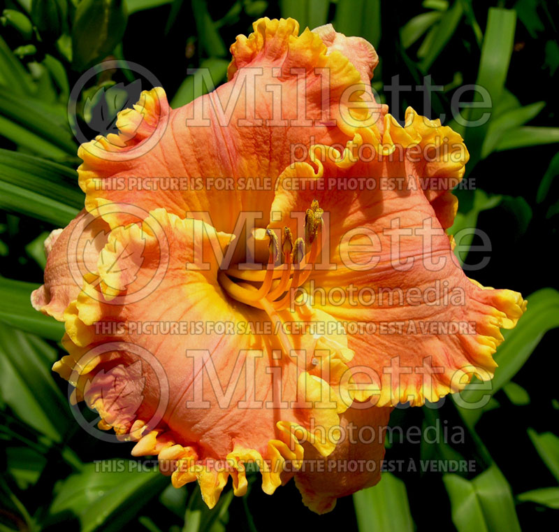 Hemerocallis Tequila Sunset (Daylily) 1 