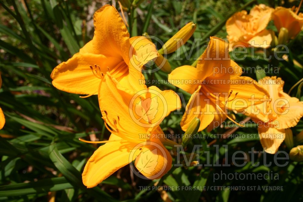 Hemerocallis Thailand Gold (Daylily) 1