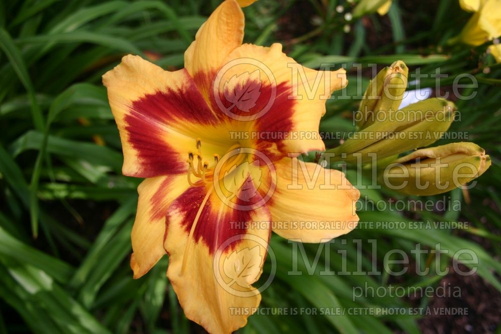 Hemerocallis Tiger Swirl (Daylily)  2