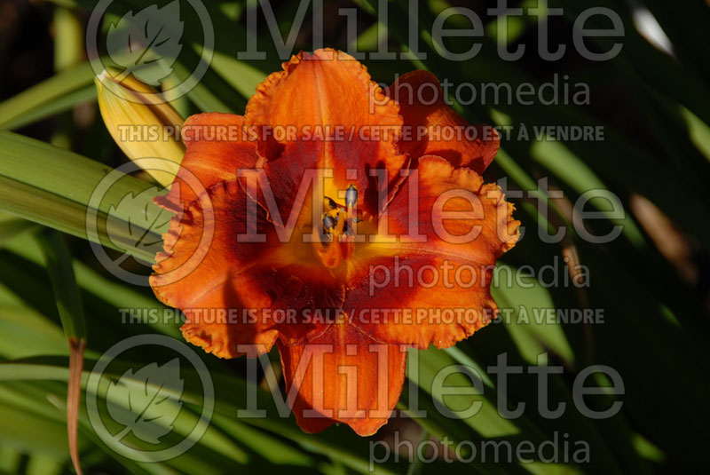 Hemerocallis Tigger (Daylily) 1 