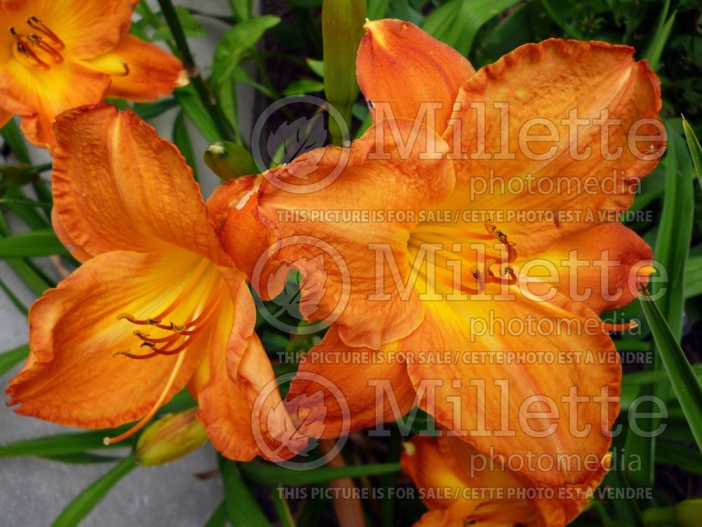 Hemerocallis Tigger (Daylily) 2 