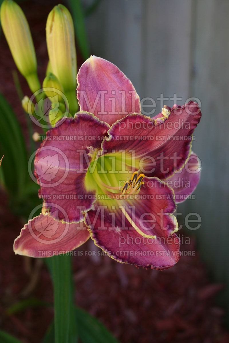 Hemerocallis Tivoli Nightingale (Daylily) 1 