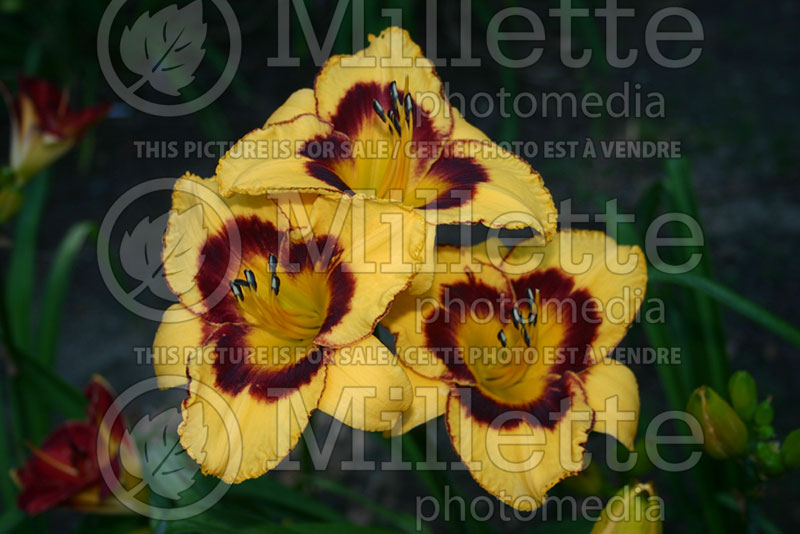 Hemerocallis Todd Abbott (Daylily) 1 