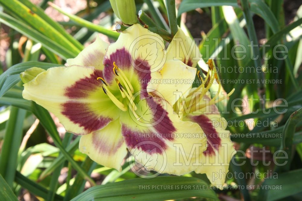 Hemerocallis Tomorrow's Horizon (Daylily) 1 