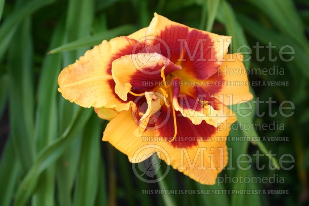 Hemerocallis Topguns Double Eyeful (Daylily) 1