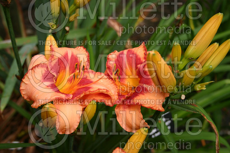 Hemerocallis Topguns Edna Stewart (Daylily) 1