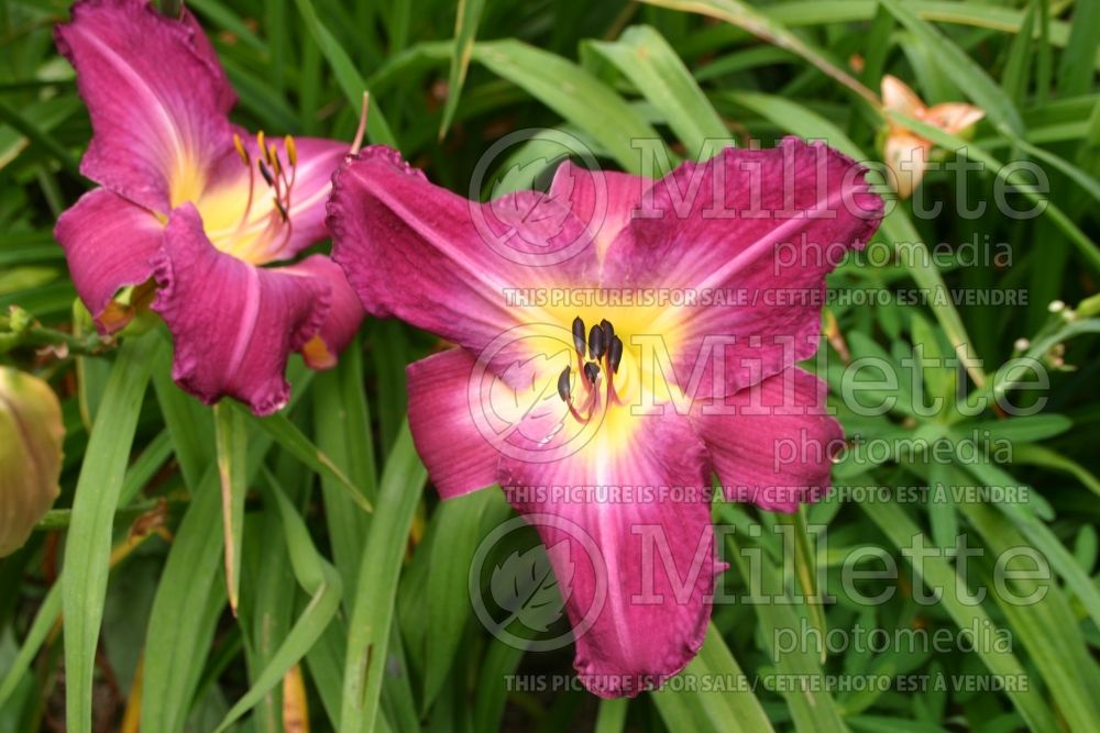 Hemerocallis Train To Venice (Daylily) 1