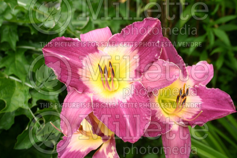 Hemerocallis Turkish Night (Daylily) 1