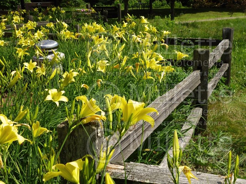 Hemerocallis Twist of Lemon (Daylily) 1 