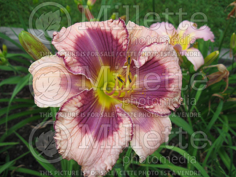 Hemerocallis Vertical Horizon (Daylily)  1