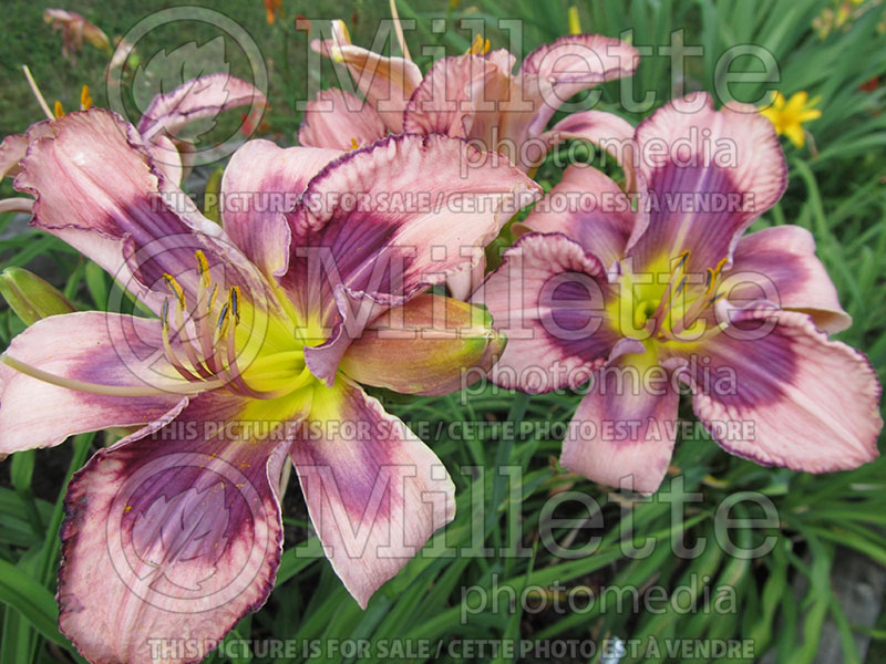 Hemerocallis Vertical Horizon (Daylily)  2