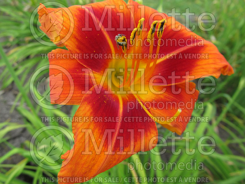 Hemerocallis Walter’s Tango (Daylily) 1 